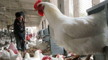 تطور جديد.. تحقيق أرباح قياسية لقطاع حيوي في ظل غياب الرقابة 1